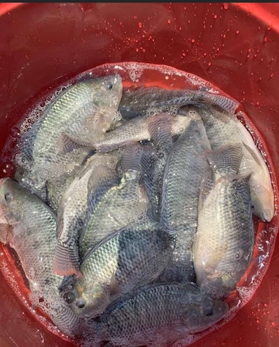 Fresh Fish direct from fish ponds